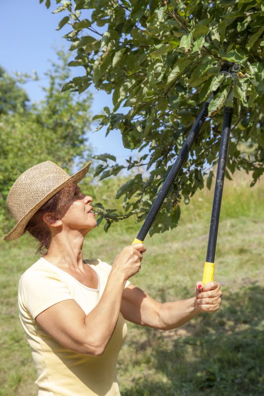 Canopy Pruning in San Jose, CA
