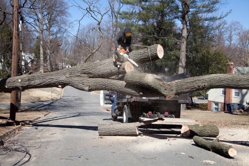 Elm Tree Removal in Bucks County, PA
