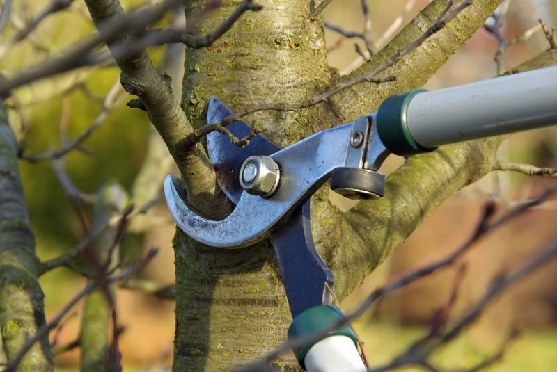 Limb Pruning in San Jose, CA