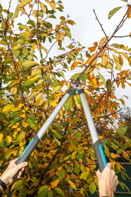 Peach Tree Pruning in Allentown, PA