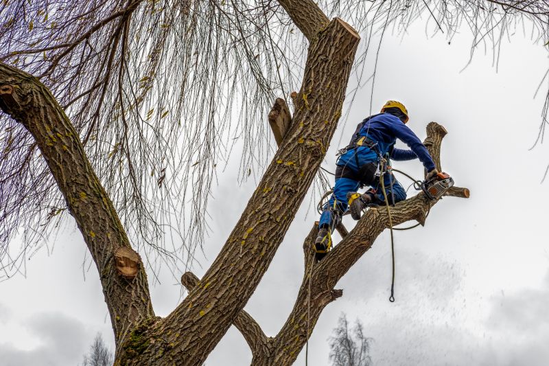 Contact About Redwood Tree Maintenance