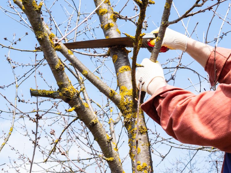 Local Redwood Tree Maintenance pros at work