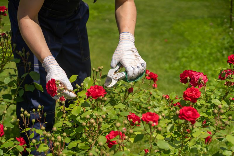 Rhododendron Pruning in Rockwall, TX