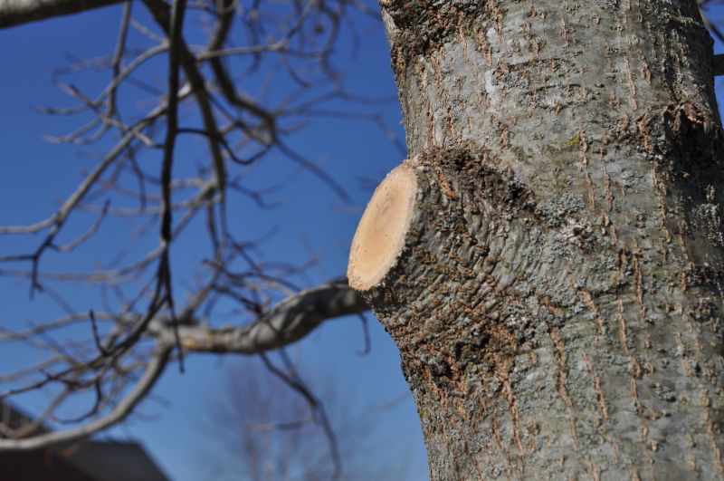 Apple Tree Pruning in Pottstown, PA