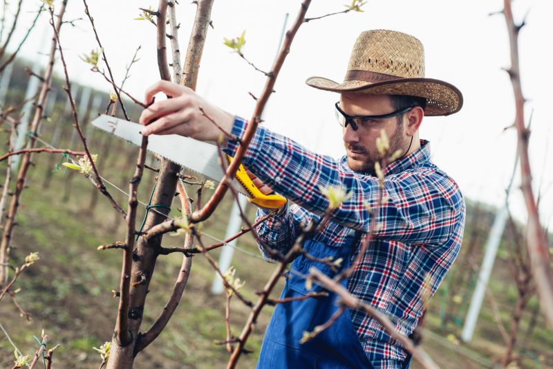 Apple Tree Pruning in Aiken, SC