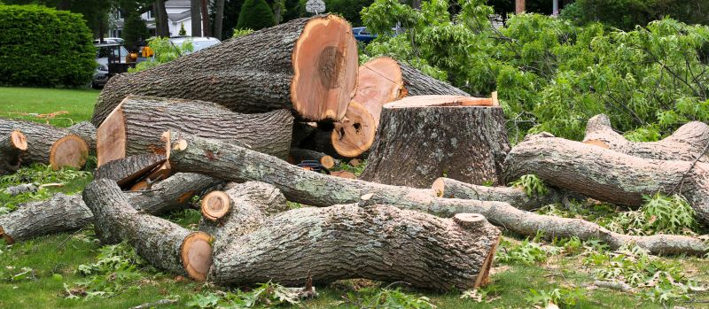 Apple Tree Removal in Doylestown, PA