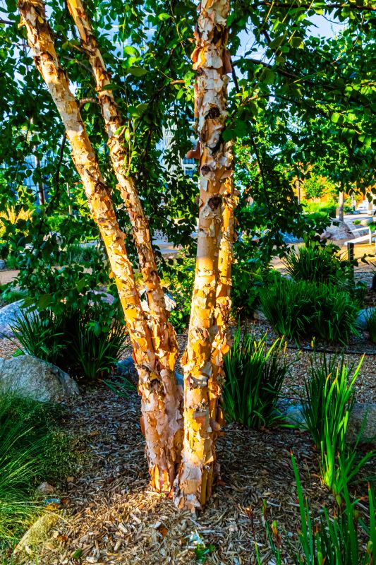 Birch Tree Pruning in Reno, NV
