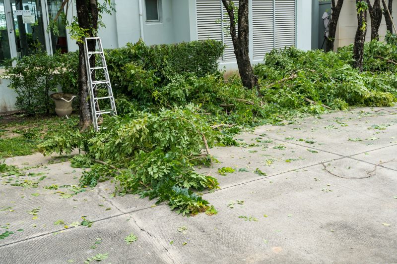 Birch Tree Removal in Montgomery County, PA