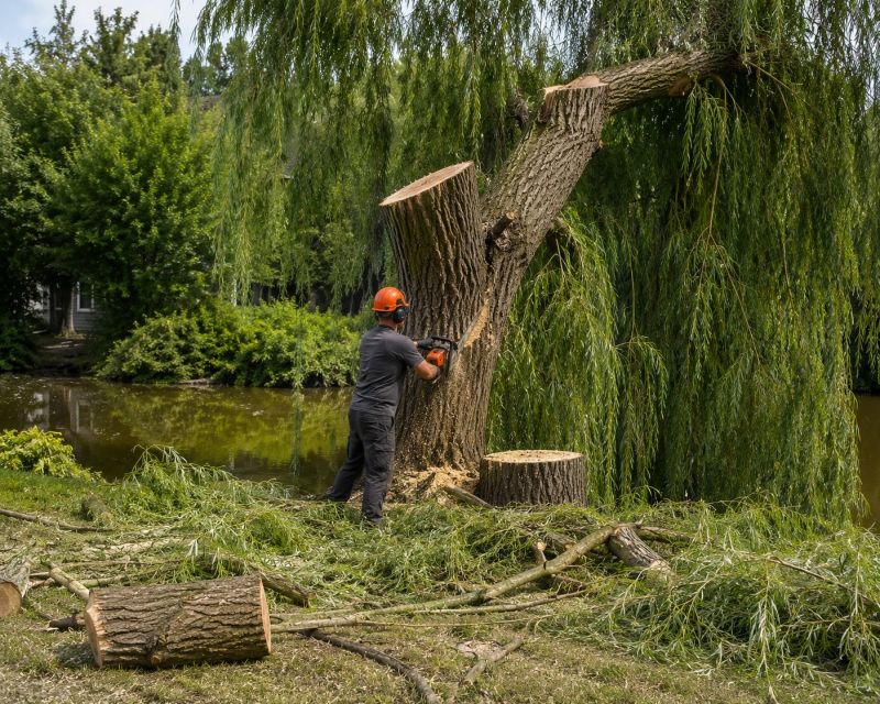 Birch Tree Removal in San Jose, CA