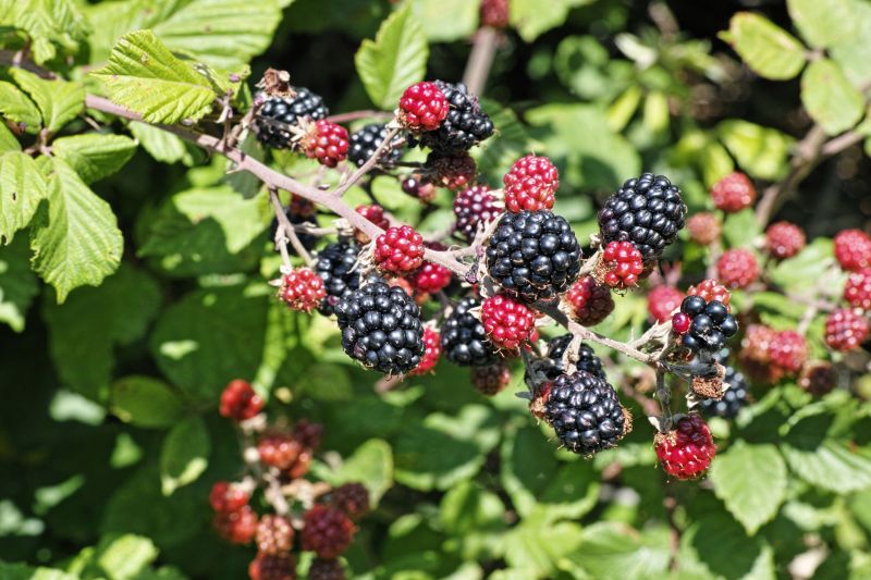 Blackberry Bush Removal in Rockwall, TX