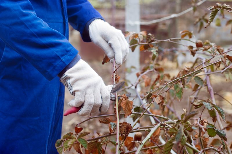 Blackberry Bush Removal in Rockwall, TX