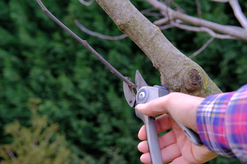 Branches Pruning in Reno, NV