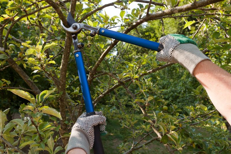 Branches Pruning in San Jose, CA