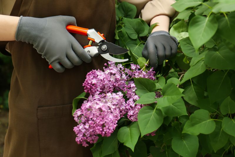 Butterfly Bush Pruning in Aiken, SC