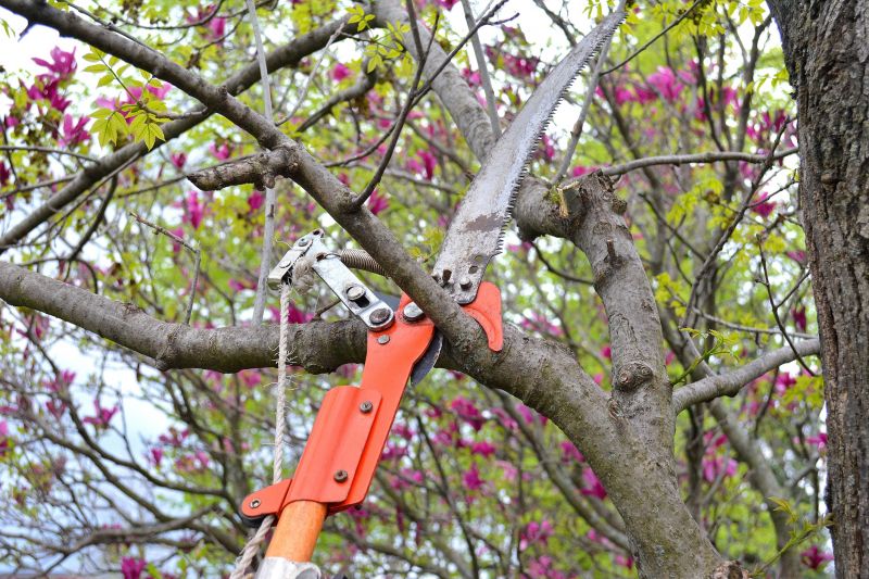 Canopy Pruning in Allentown, PA