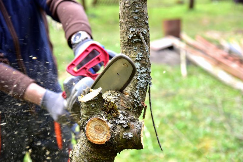 Cedar Tree Trimming in Allentown, PA