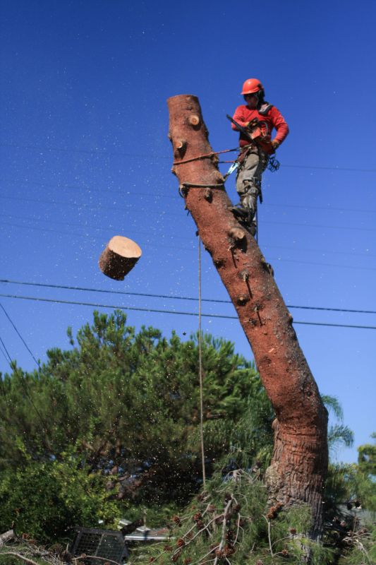 Commercial Tree Service in San Jose, CA