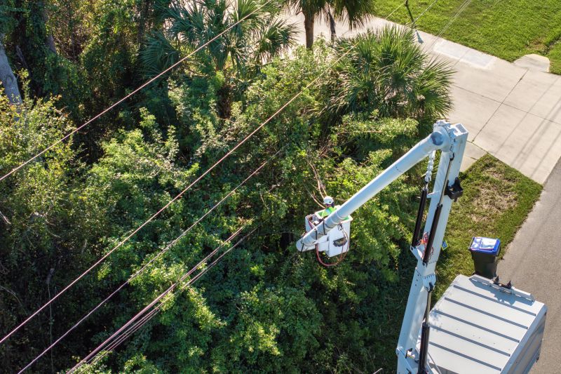 Commercial Tree Trimming in Duluth, MN