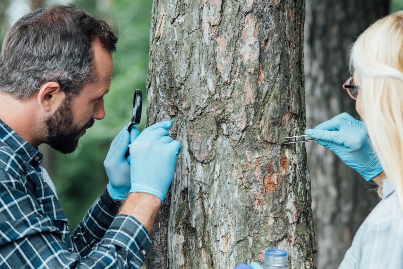 Redwood Tree Maintenance