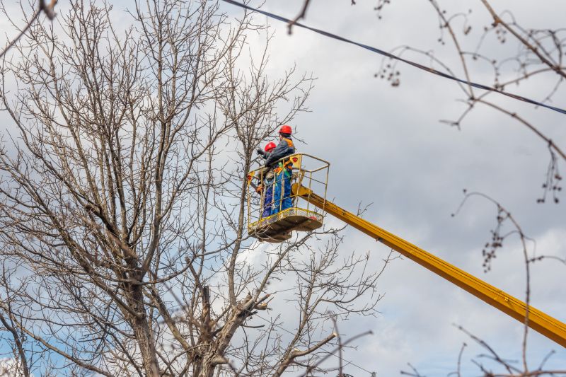 Redwood Tree Maintenance