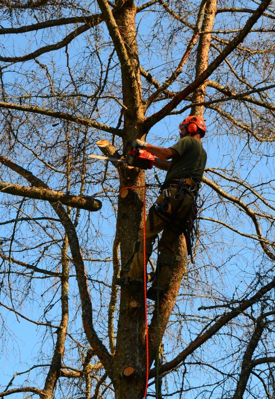 Tree Limbs Removal