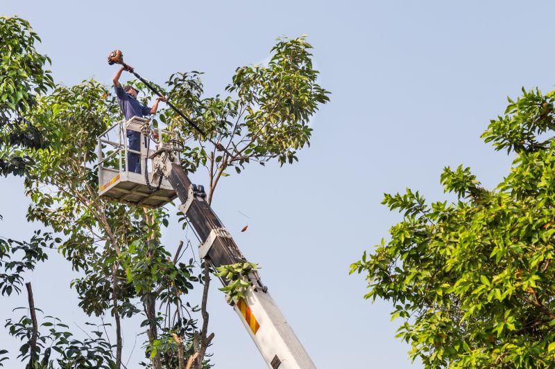 Tree Maintenance Service
