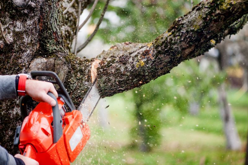 Cypress Tree Removal in San Jose, CA