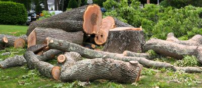 Dead Tree Removal in Aiken, SC