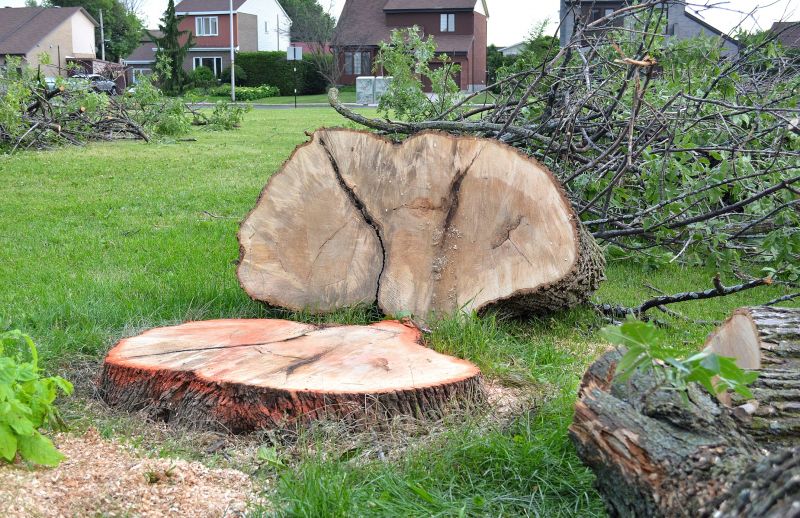 Dogwood Tree Removal in Montgomery County, PA