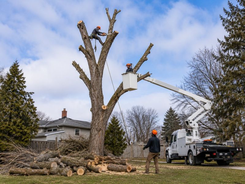 Emergency Tree Removal in Pottstown, PA