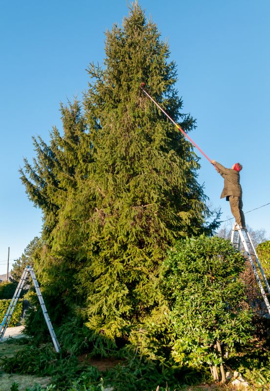 Emergency Tree Trimming in San Jose, CA