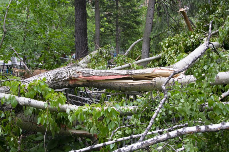 Fallen Tree Removal in San Jose, CA