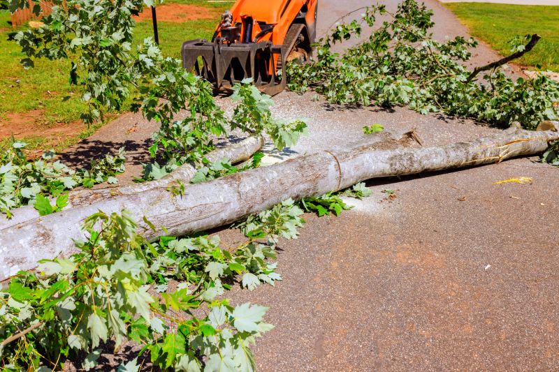 Fallen Tree Removal in Aiken, SC