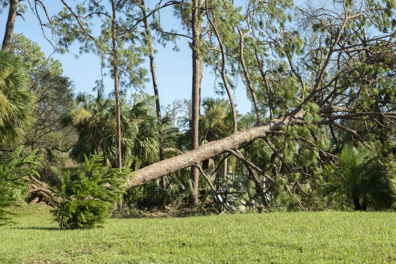 Fallen Tree Removal in Bucks County, PA