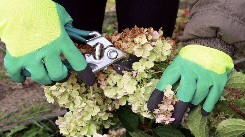 Forsythia Pruning in Ventura County, CA