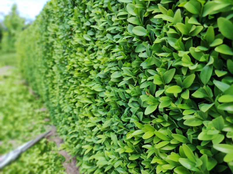 Hedge Pruning in Honolulu, HI