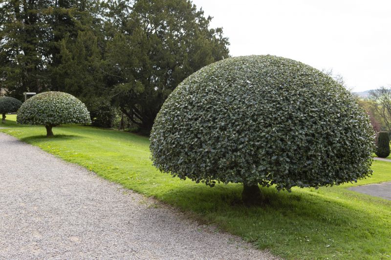 Holly Bushes Trimming in Aiken, SC