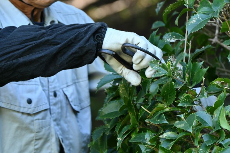 Honeysuckle Trimming in Rockwall, TX