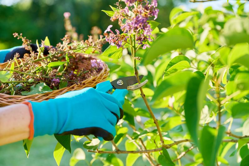 Honeysuckle Trimming in Ventura County, CA