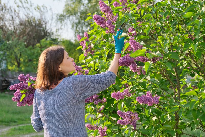 Honeysuckle Trimming in Honolulu, HI