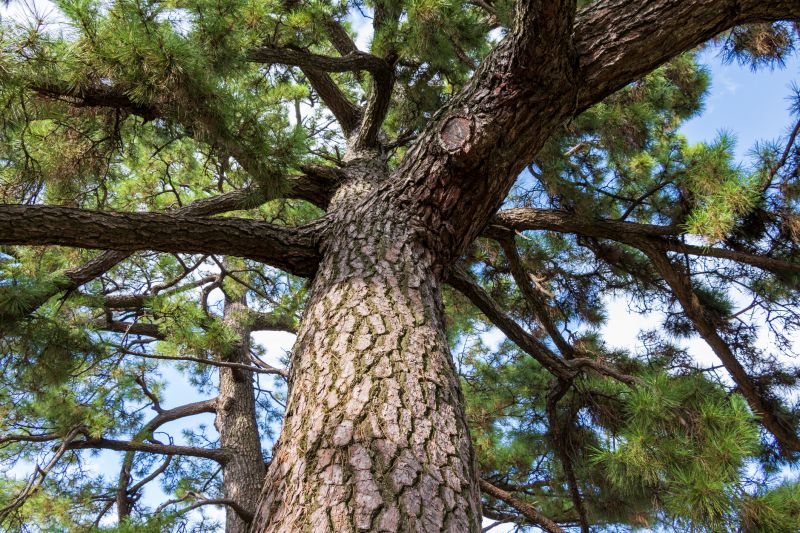 Juniper Pruning in Honolulu, HI