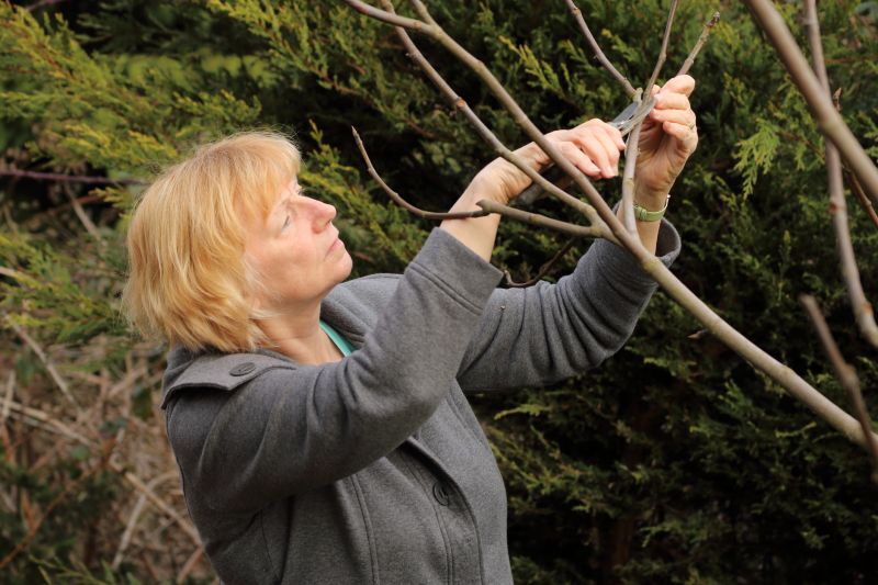 Limb Pruning in Doylestown, PA