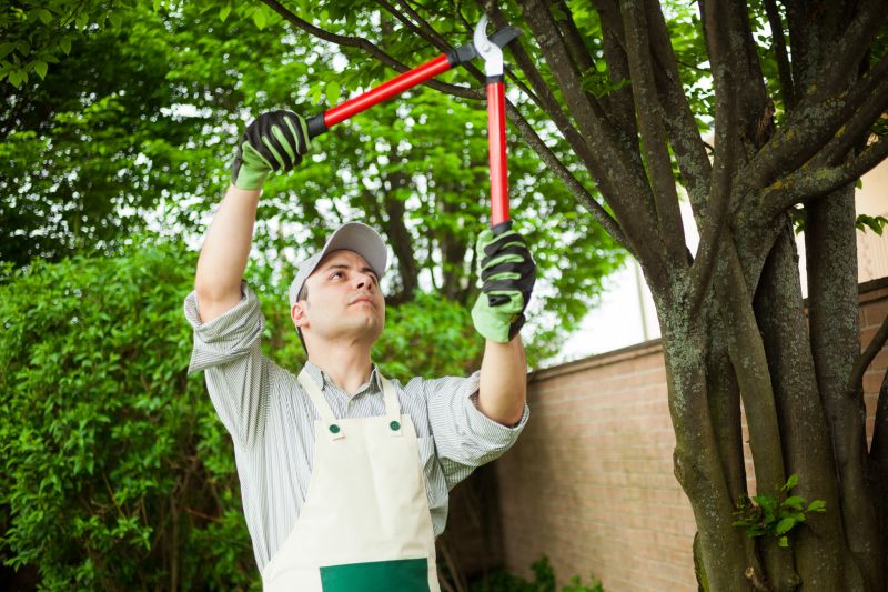 Maple Tree Pruning in Allentown, PA
