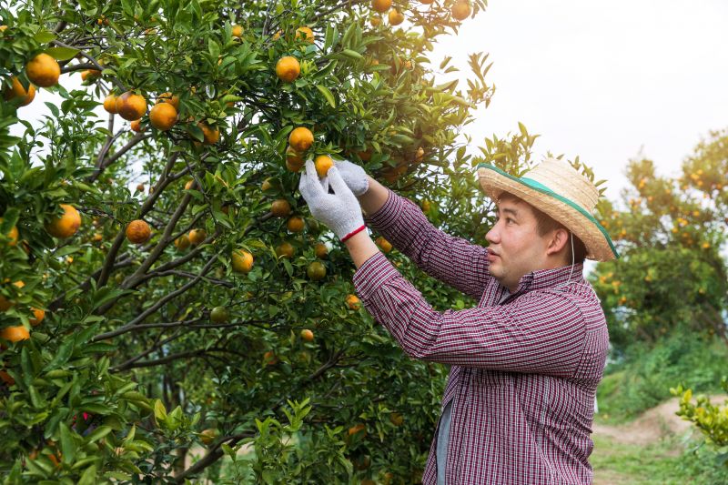 Orchard Tree Pruning in Reno, NV