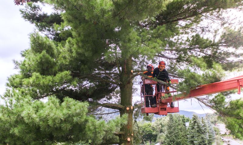 Redwood Tree Maintenance