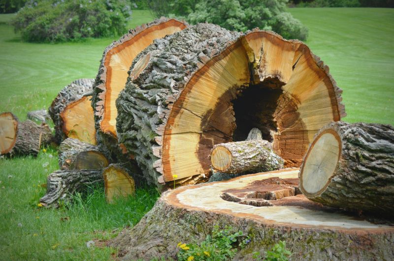 Stump Cutting in Calvert County, MD