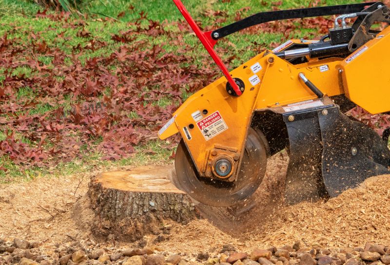 Stump Removal Service in Waldorf, MD
