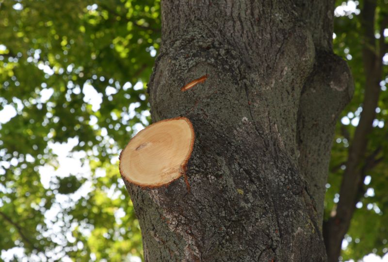 Tree Branch Cutting in Pottstown, PA