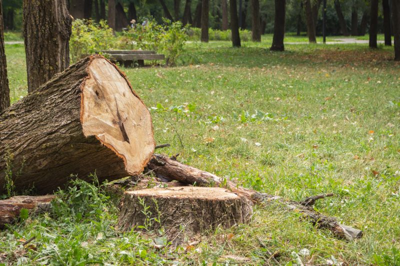 Tree Removal Service in Aiken, SC