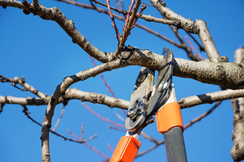 Tree Service in San Jose, CA